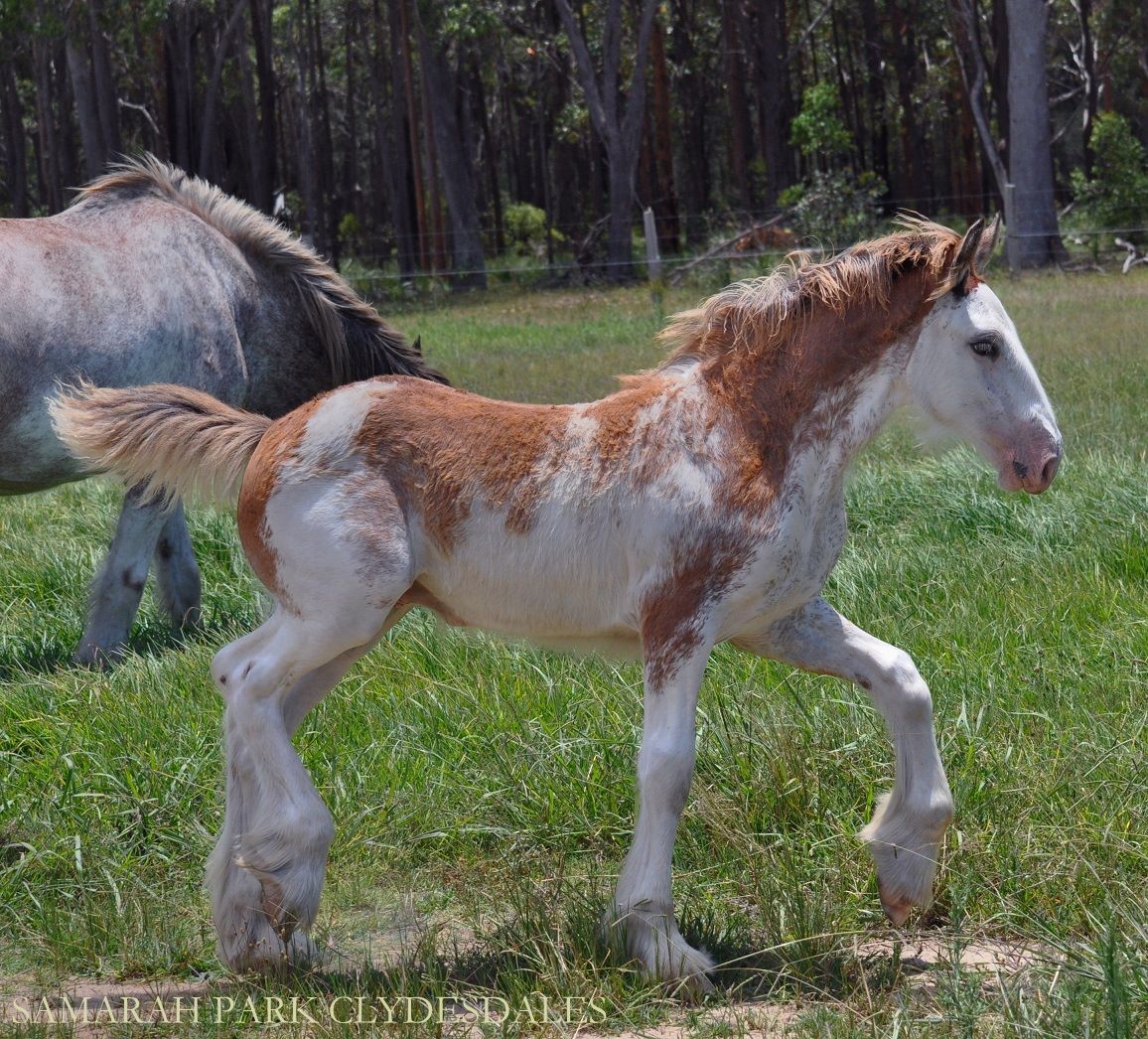 Samarah Park Galaxy aka Frosty @Samarah Park Clydesdale Stud